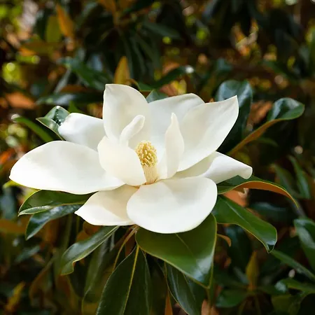 Borghese Magnolia *