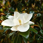 Borghese Magnolia *