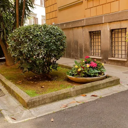 Borghese Magnolia *