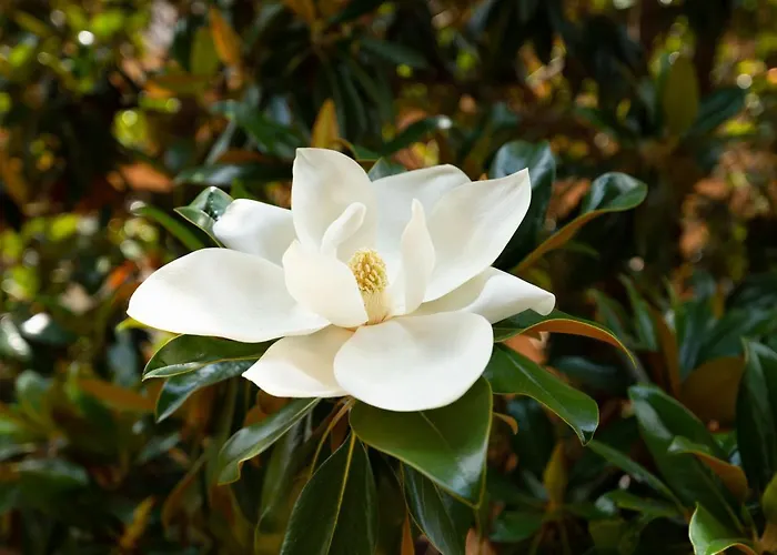 Borghese Magnolia *